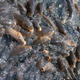 Image for article titled Illinois River Carp Cowboys have lassoed our imagination